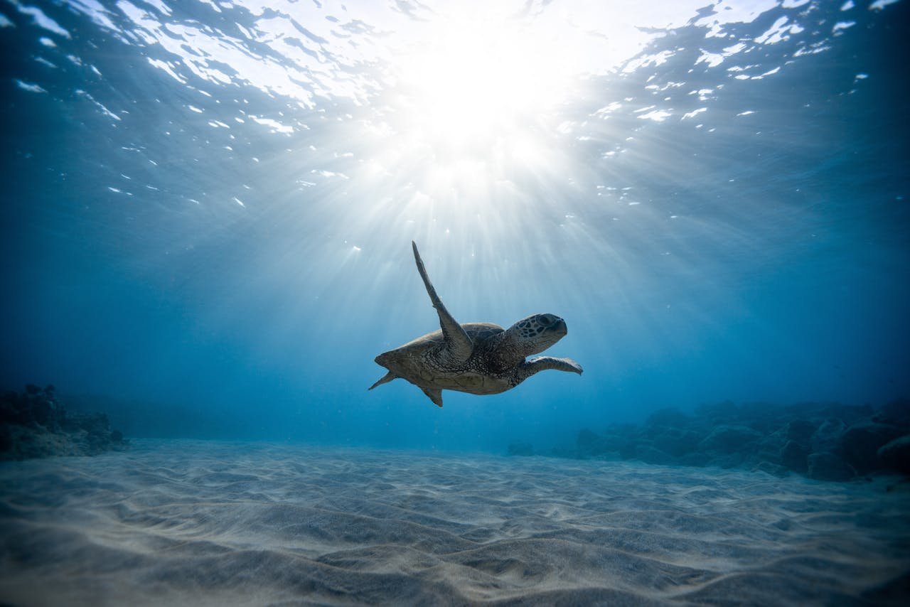 Marine Life in Fort Lauderdale FL